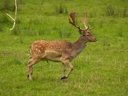 1280px-Fallow deer in field