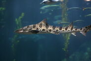 Leopard Shark as Wiehenvenator