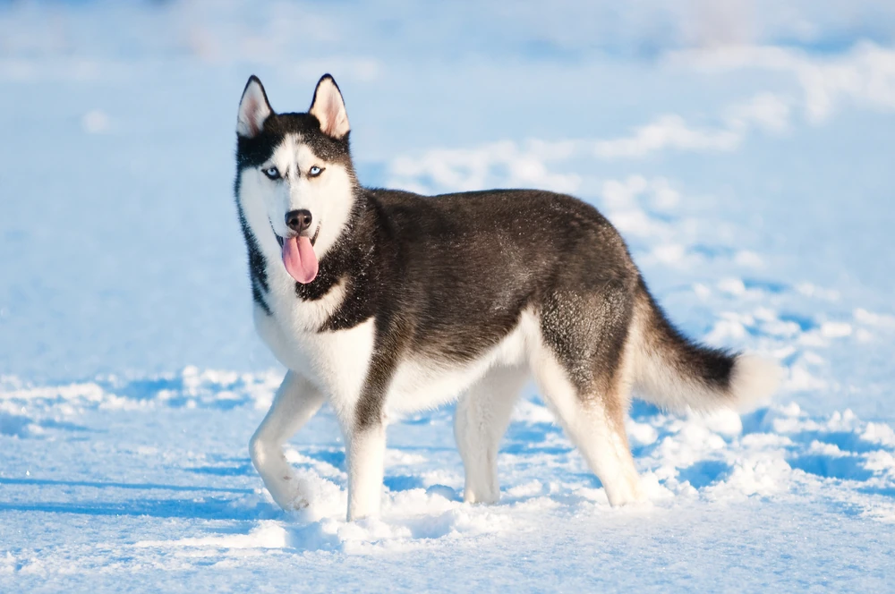 siberian husky in siberia