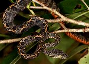 Boa, Amazon Tree.jpg