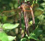 Braune Mosaikjungfer (Aeshna grandis).jpg