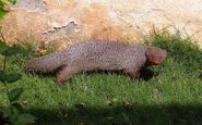 Indian Grey Mongoose