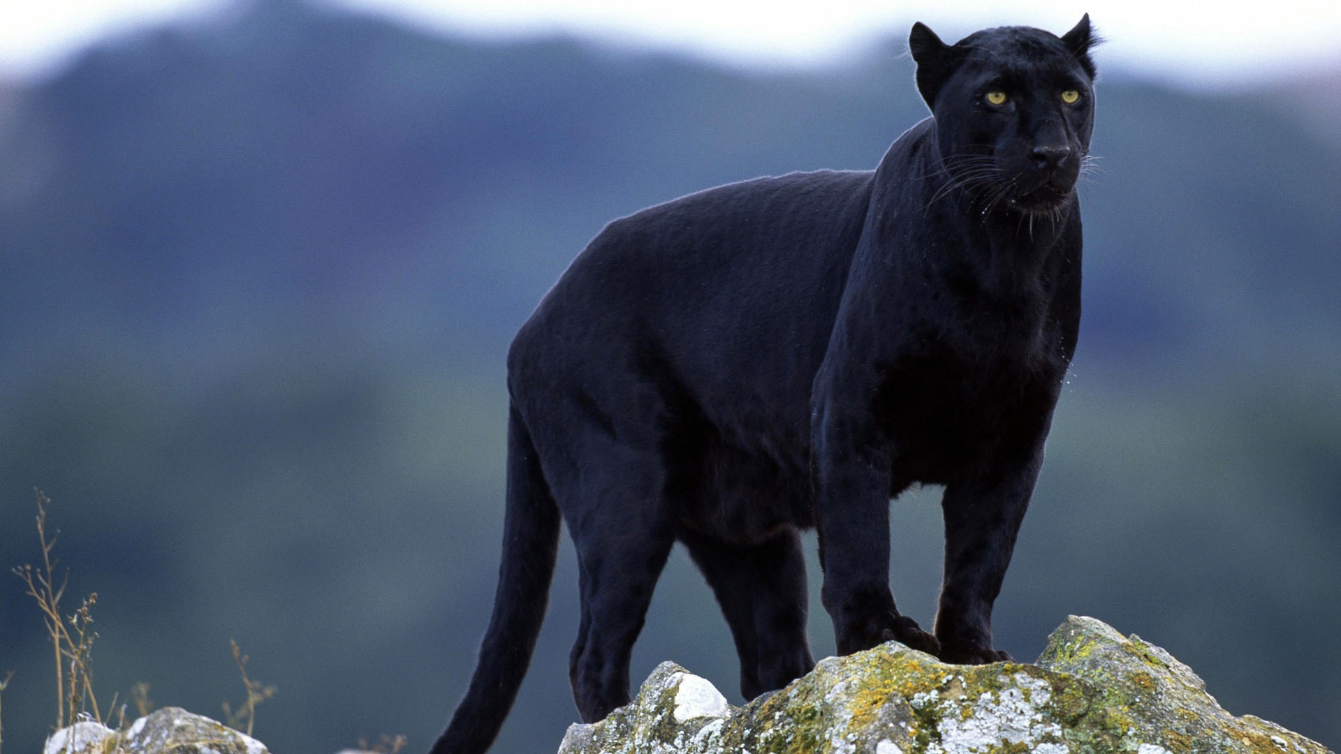 Black Leopard The Parody Wiki Fandom