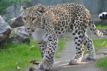 Leopard, Persian.jpg