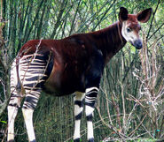 Okapi as Bertie