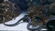 Black-Banded Sea Krait (Laticauda semifasciata)