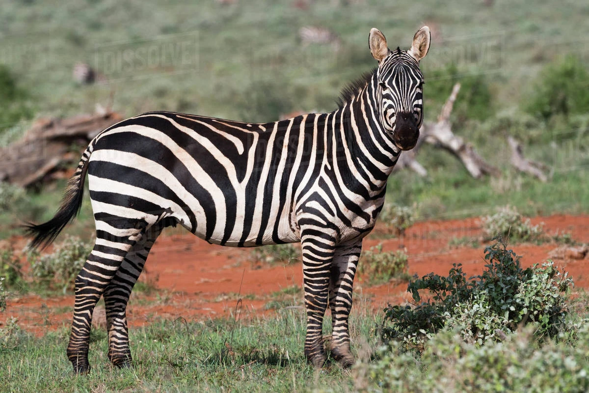 Alvinnn!!! and the Zebras The Parody Wiki Fandom