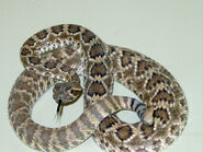 Mojave Rattlesnake as Malagasy Giant Rat