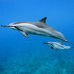 Spinner Dolphin