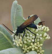 Tarantula Hawk, Southeastern Colorado P1270150b.jpg