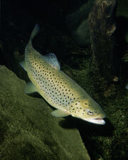 Trout.jpg