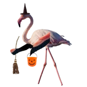 Witch Greater Flamingo