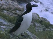 Great Auk as African Penguin