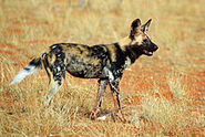 African wild dog (Lycaon pictus)