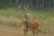 Barasingha