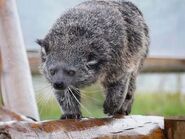 Binturong (Arctictis binturong)