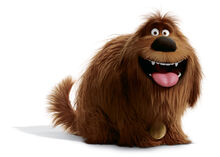 Duke pets.jpg