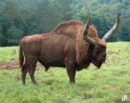 Giant-ice-age-bison
