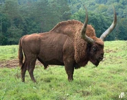 Giant Bison as Woog