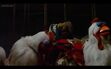 Gonzo and the chickens sleep in rafters 