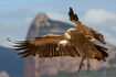 Griffon Vulture