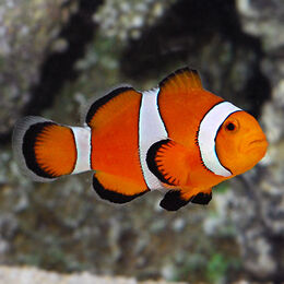 Lg80188OcellarisClownfish.jpg