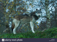 Northwestern Wolf as Blossom