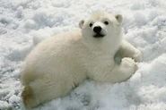 Polar Bear Cub.jpg (27 KB)