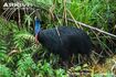 Southern Cassowary