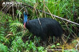 Side-profile-of-adult-southern-cassowary-amongst-vegetation.jpg