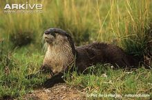 African-clawless-otter-on-bank.jpg