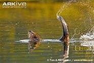 American-beaver