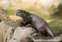 Asian-short-clawed-otter-side-view.jpg