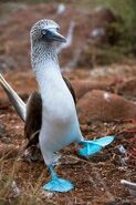 Blue-Footed Booby (V2)