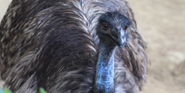 Emu