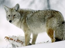 Coyotewithchicken.jpg