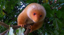 Cuscus, Common Spotted.jpg