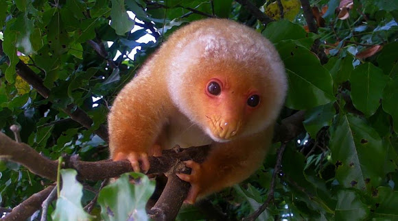 Common Spotted Cuscus The Parody Wiki Fandom