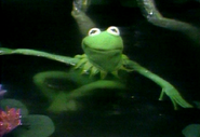 Kermit in water