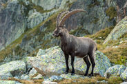 Alpine Ibex as L. magnicristatus