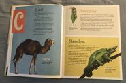 The Dictionary of Ordinary Extraordinary Animals (8)