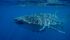 Whale Shark as Leedsichthys