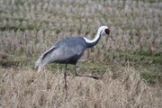1200px-Grus vipio -Kyushu, Japan-8.jpg
