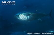 Atlantic-bluefin-tuna-in-commercial-fish-pen.jpg