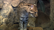 Cincinnati Zoo Fishing Cat