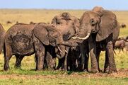 Elephants at A Mudspot