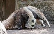 Giant Anteater as Prosaurolophus