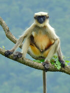 Grey Langur as Lapis Lazuli