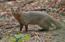 Mongoose, Indian Gray.jpg