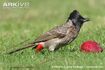 Red-Vented Bulbul